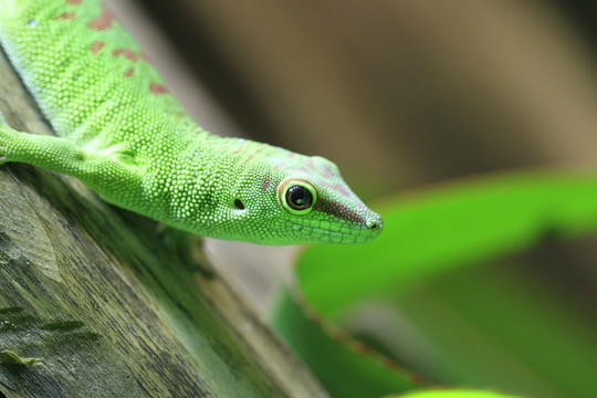 在特寫(xiě)鏡頭的taggecko