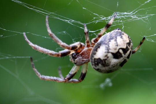 kreuzspinne