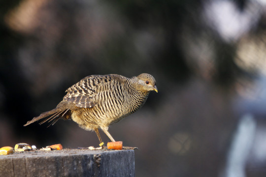 goldfasan（母雞）