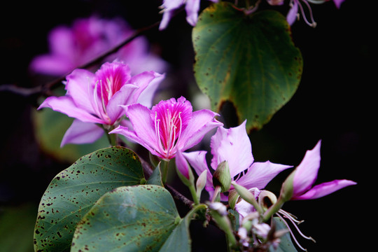 蘭花的花