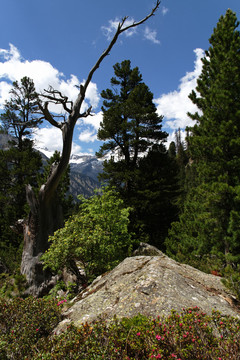 山
