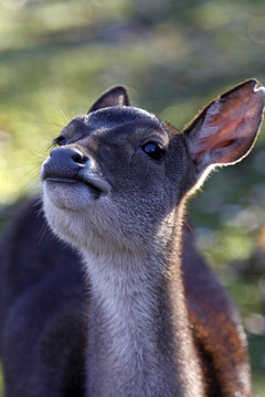 javan rusa