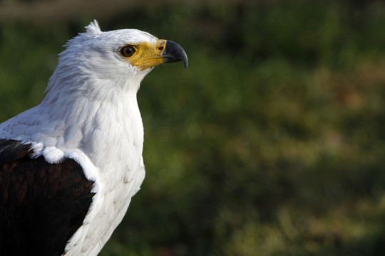 schreiseeadler