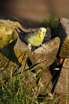 在woodpile上的budgie