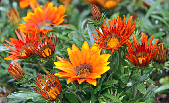 mittagsblume gazania