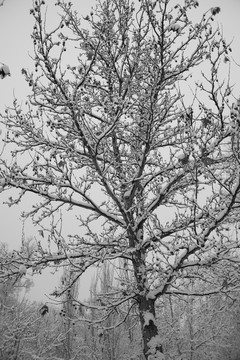 雪景