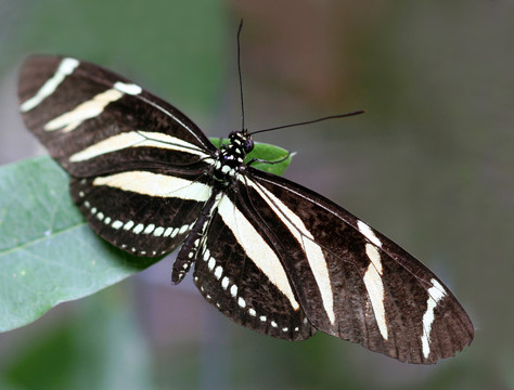 斑馬蝴蝶[heliconius charithonia]