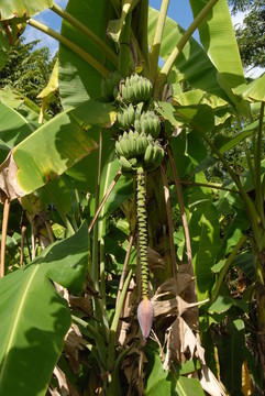 香蕉樹