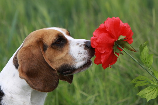 小獵犬與紅色的花