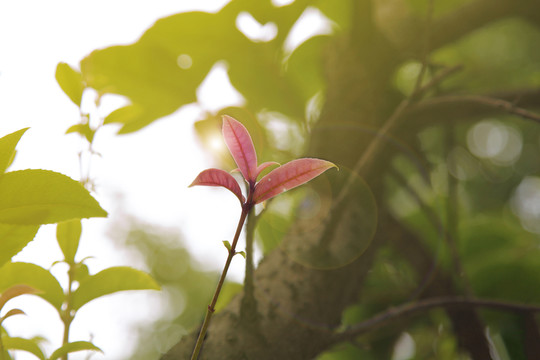 綠葉中的一枝紅色芽兒
