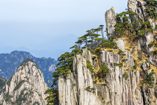 黃山松石圖