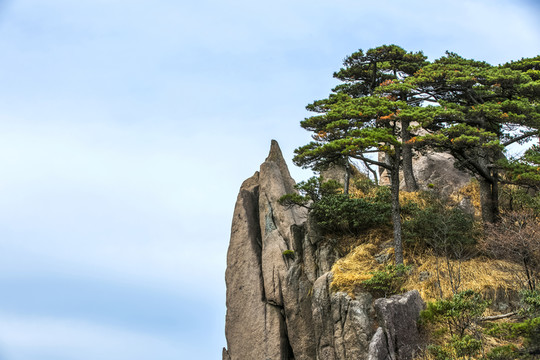 黃山松石圖