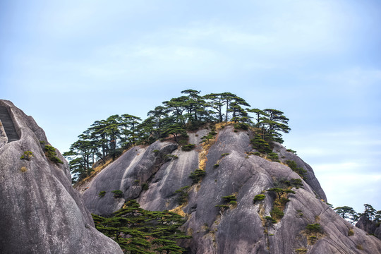 黃山松石圖