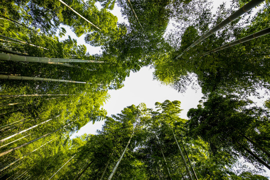 安吉竹林