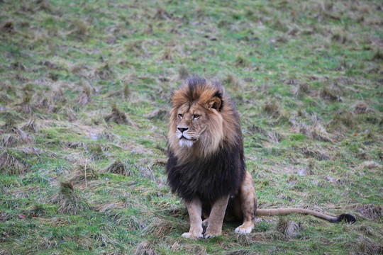 獅子在草地上