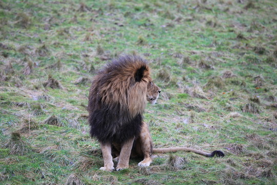 獅子在草地上