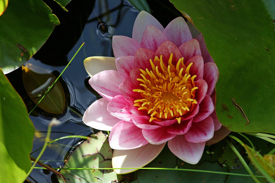 花