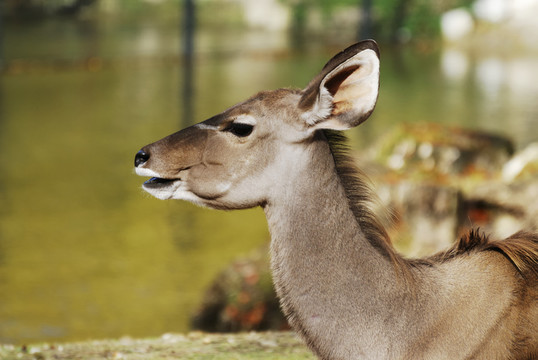 動物