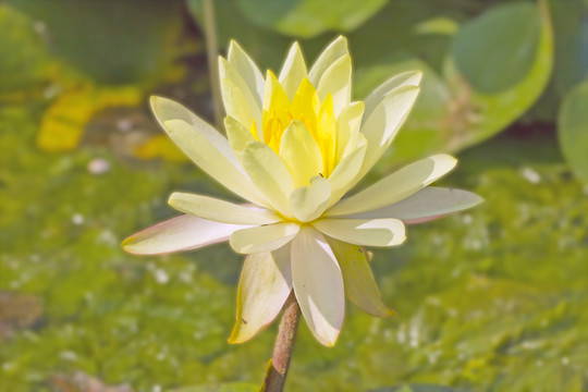 緊密的