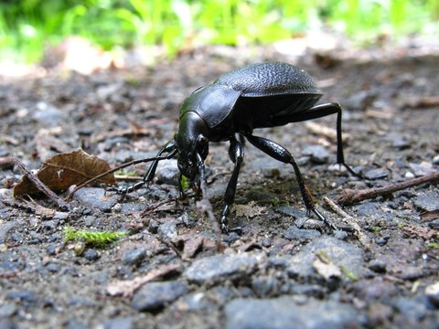皮革甲蟲1