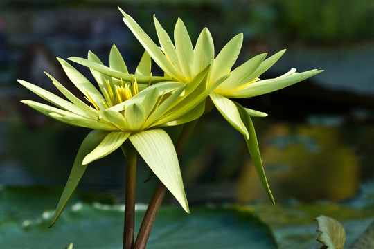水百合