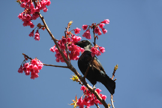 tui（新西蘭的本地鳥）櫻桃木