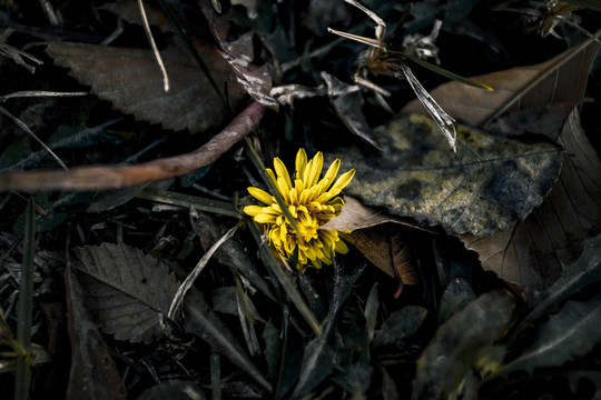 菊花