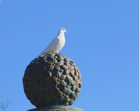 鴿子