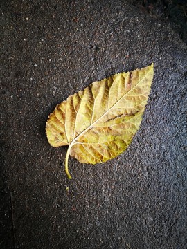 水鄉(xiāng)的落葉