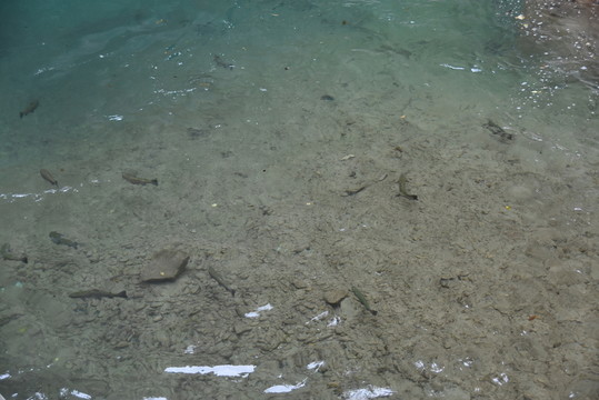 清澈河水中游動(dòng)的魚(yú)
