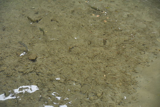 清澈河流中的魚