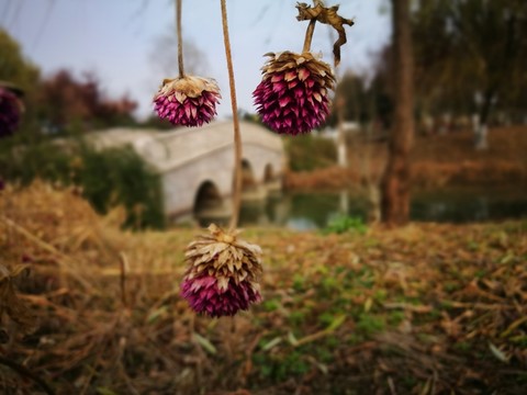 干枯的花球