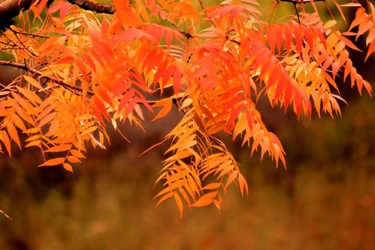 滁河灣秋色