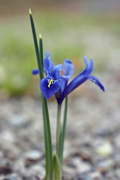 虹膜藍(lán)色