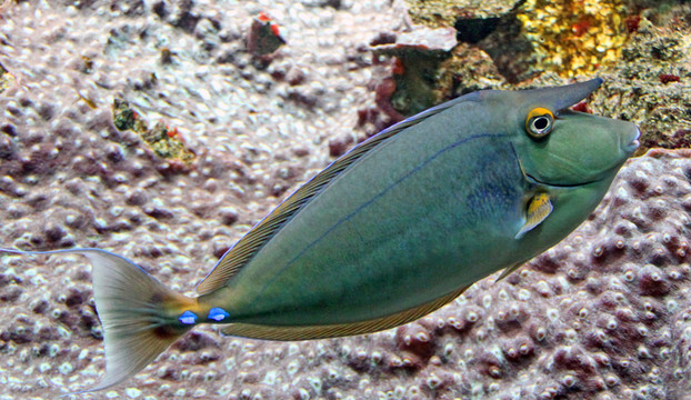 2537 bluespine unicornfish [naso unicornis]