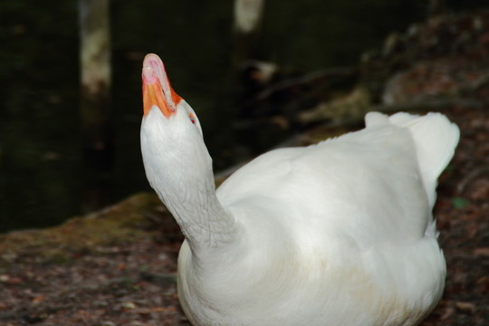 鳥
