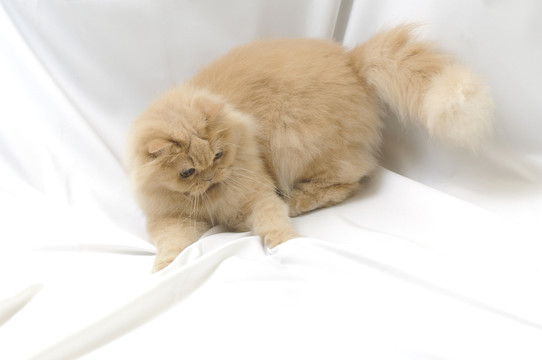 動物