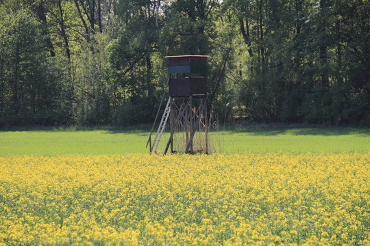 rapsblüte