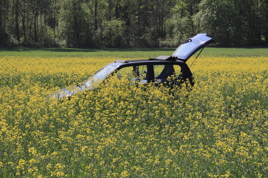 rapsblüte