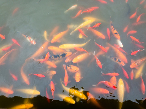 錦鯉
