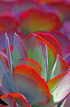 沙漠碳kalanchoe thyrsiflora