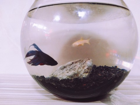 黑色的魚(yú)