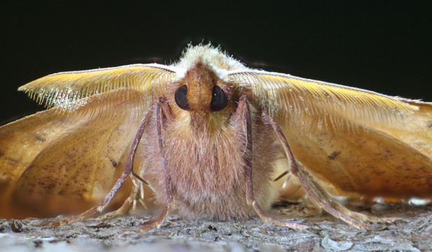 頭發(fā)后張緊器，colotois pennaria