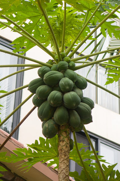熱帶果樹番木瓜