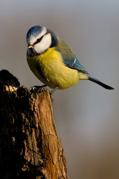 bluetit