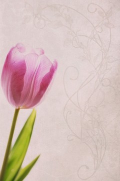 郁金香