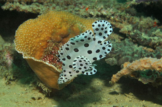 槳鱸魚