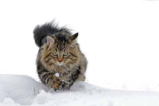 挪威森林貓愛雪