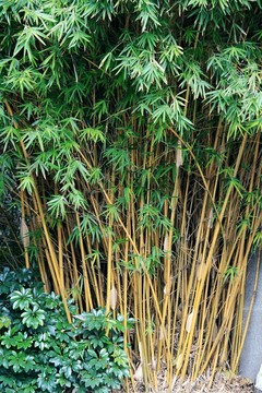琴絲竹