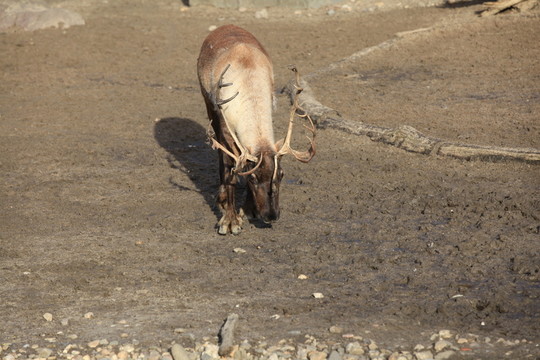馴鹿關(guān)閉